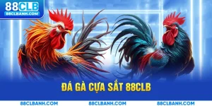 Đá gà cựa sắt là gì?