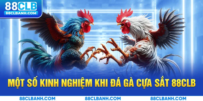 Một số kinh nghiệm chơi đá gà cựa sắt hiệu quả